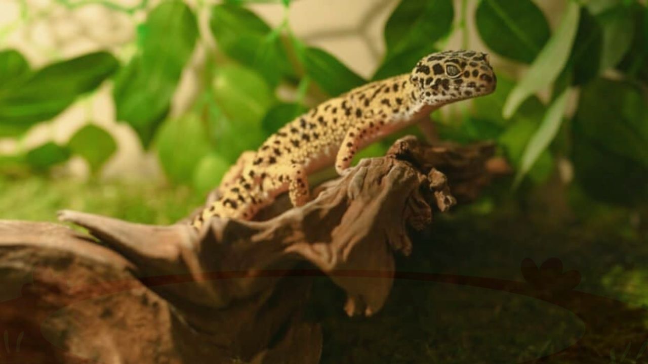 Leopard Gecko Cage Setup