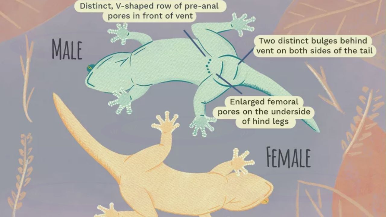 Leopard Gecko Gender Revealed: Male And Female Leopard