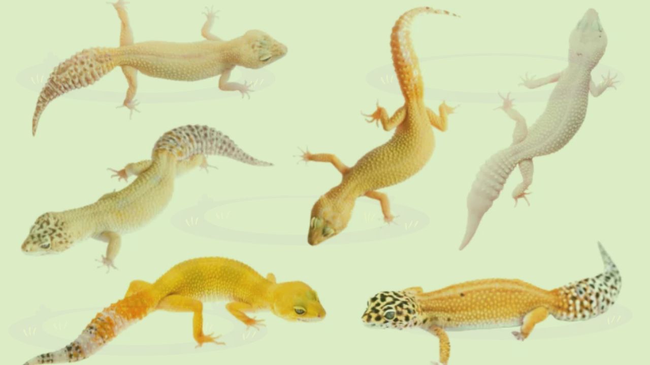 Leopard Gecko Morphs Chart: Guide To Leopard Gecko Complete List